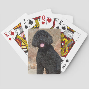 USA, California. Labradoodle Sitting Poker Cards