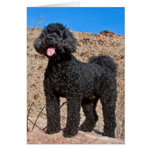 USA, California. Labradoodle Standing Cards (Front)