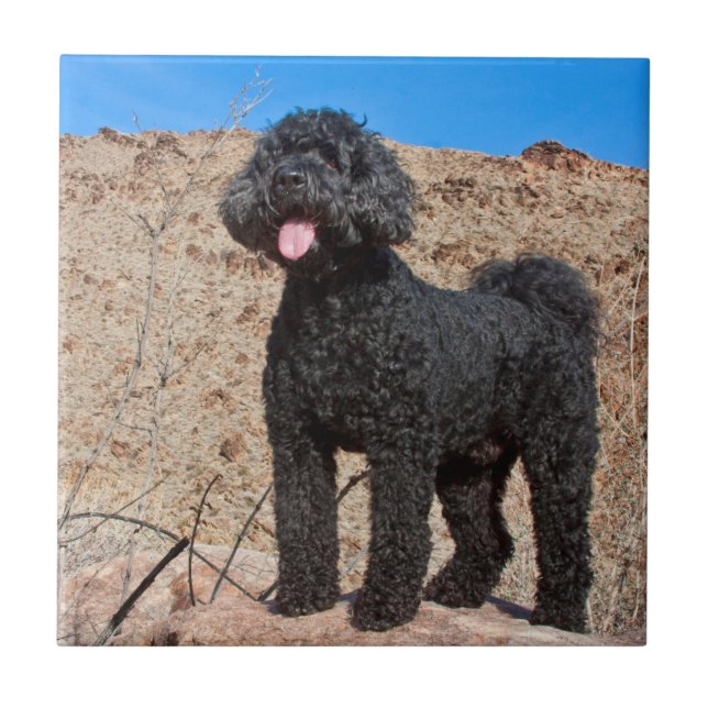 USA, California. Labradoodle Standing Ceramic Tile (Front)