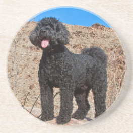 USA, California. Labradoodle Standing Drink Coaster