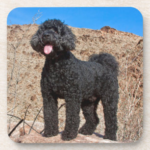 USA, California. Labradoodle Standing Drink Coaster
