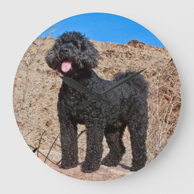 USA, California. Labradoodle Standing Large Clock (Front)