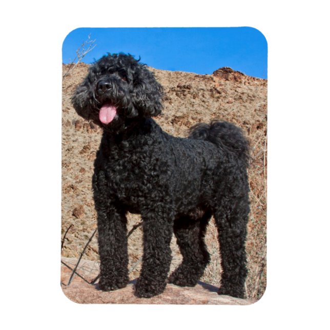 USA, California. Labradoodle Standing Magnet (Vertical)