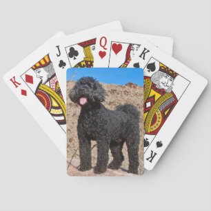 USA, California. Labradoodle Standing Poker Cards