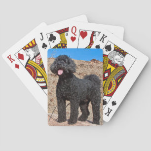 USA, California. Labradoodle Standing Poker Cards
