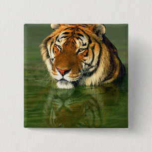 USA, California, Los Angeles County. Bengal Pinback Button