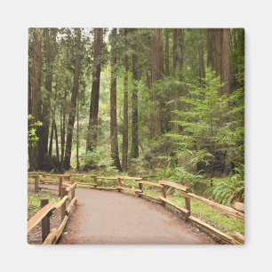 USA, California, Marin County, Muir Woods Magnet