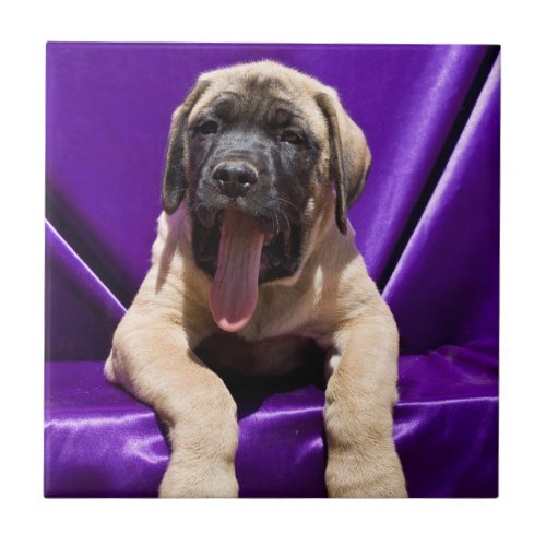 USA California Mastiff Puppy In Purple Ceramic Tile