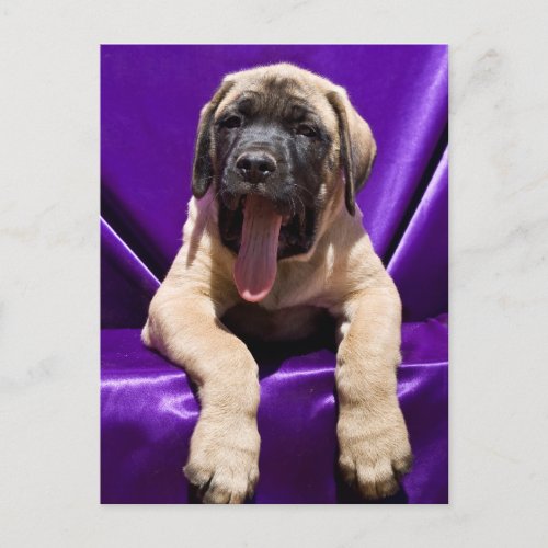 USA California Mastiff Puppy In Purple Postcard