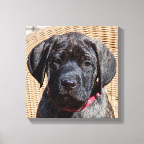USA California Mastiff puppy looking at you Canvas Print
