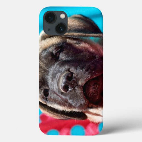USA California Mastiff Puppy Looking At You iPhone 13 Case