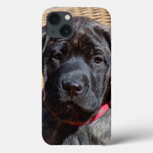 USA California Mastiff puppy looking at you iPhone 13 Case