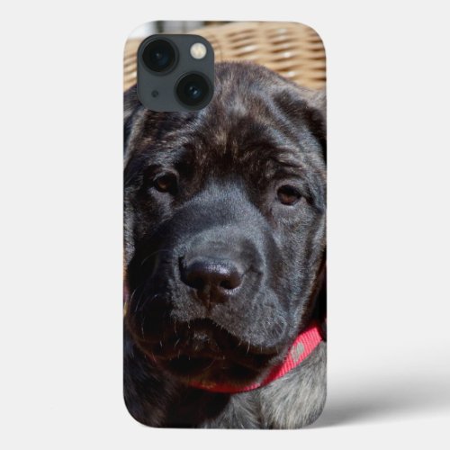 USA California Mastiff puppy looking at you iPhone 13 Case