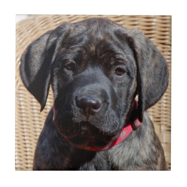 USA, California. Mastiff puppy looking at you. Ceramic Tile (Front)