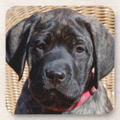 USA California Mastiff puppy looking at you Coaster