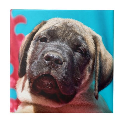 USA California Mastiff Puppy Looking At You Tile