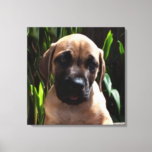 USA California Mastiff Puppy Portrait 2 Canvas Print