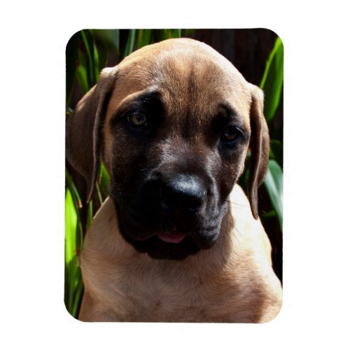 USA California Mastiff Puppy Portrait 2 Magnet