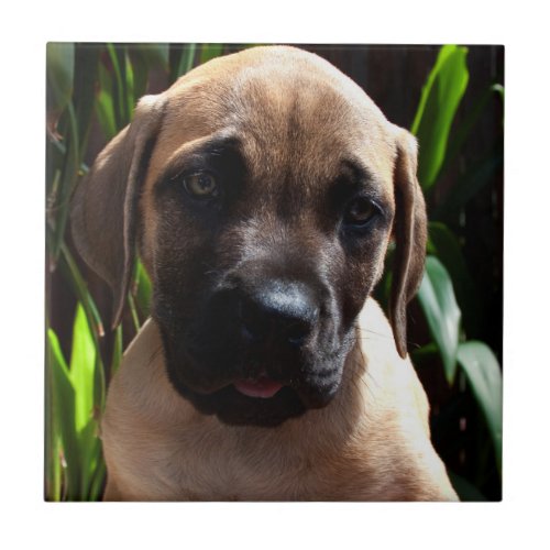 USA California Mastiff Puppy Portrait 2 Tile