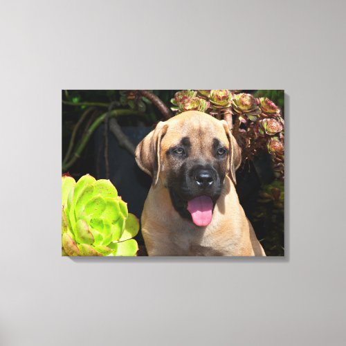 USA California Mastiff Puppy Portrait Canvas Print
