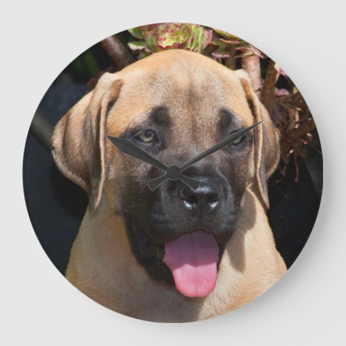 USA California Mastiff Puppy Portrait Large Clock