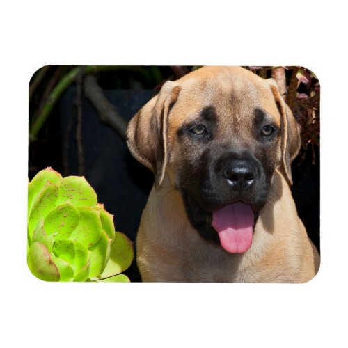 USA California Mastiff Puppy Portrait Magnet