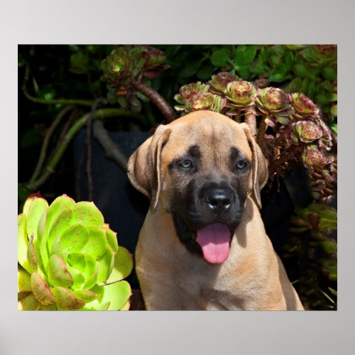 USA California Mastiff Puppy Portrait Poster