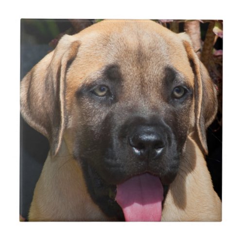 USA California Mastiff Puppy Portrait Tile