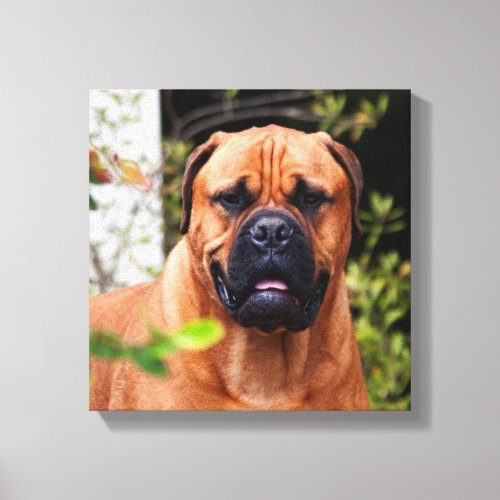 USA California Mastiff Watching You Canvas Print