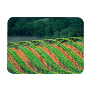 USA, California, Mendocino County, a trellised Magnet