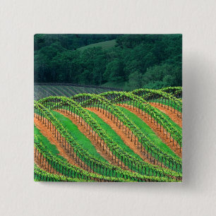 USA, California, Mendocino County, a trellised Pinback Button