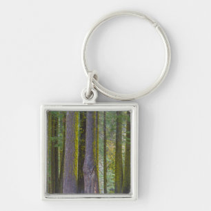 USA, California. Moss Covered Tree Trunks Keychain