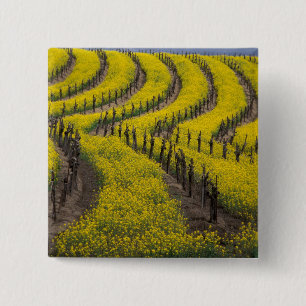 USA, California, Napa Valley, Los Carneros Ava. Button