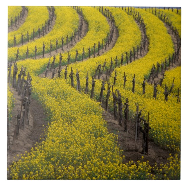USA, California, Napa Valley, Los Carneros Ava. Ceramic Tile (Front)