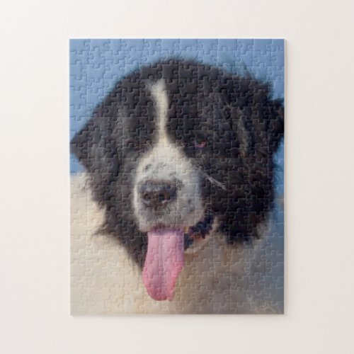 USA California Newfoundland Lying In Sand Jigsaw Puzzle