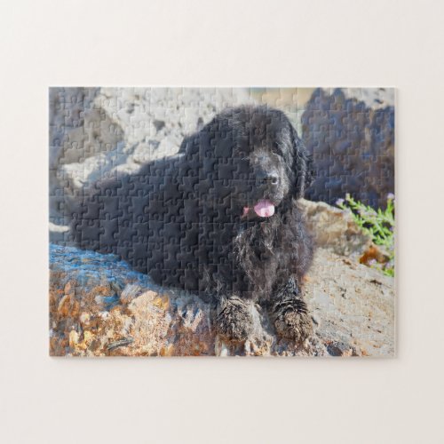 USA California Newfoundland Lying Jigsaw Puzzle