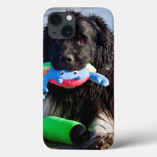 USA California Newfoundland With Toy In Mouth iPhone 13 Case