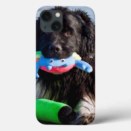 USA California Newfoundland With Toy In Mouth iPhone 13 Case