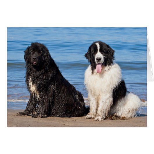 USA, California. Newfoundlands Sitting (Front Horizontal)