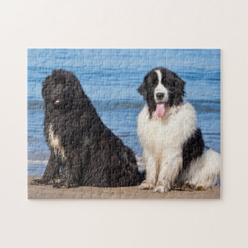 USA California Newfoundlands Sitting Jigsaw Puzzle