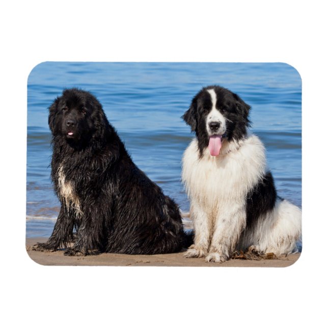 USA, California. Newfoundlands Sitting Magnet (Horizontal)