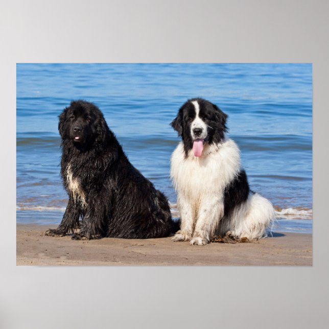 USA, California. Newfoundlands Sitting Poster (Front)