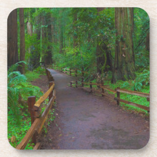 USA, California. Path Among Redwoods Beverage Coaster