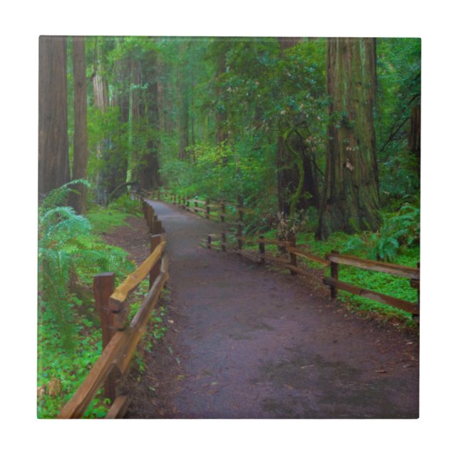 USA, California. Path Among Redwoods Ceramic Tile (Front)