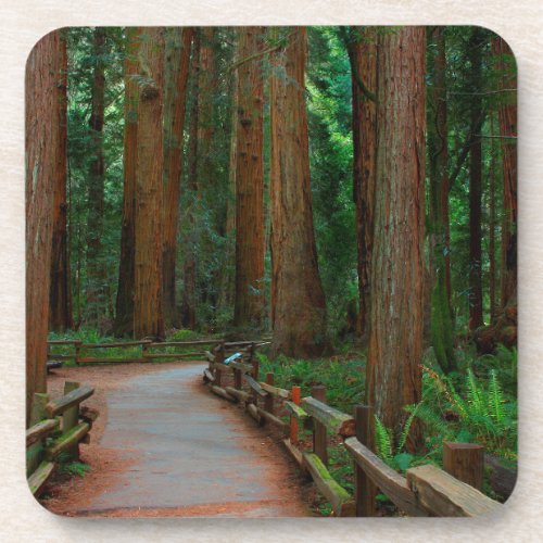 USA California Path Among Redwoods In Muir Beverage Coaster