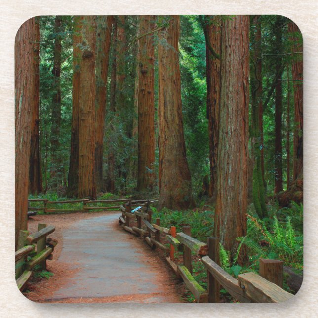 USA, California. Path Among Redwoods In Muir Beverage Coaster (Front)