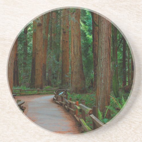 USA California Path Among Redwoods In Muir Drink Coaster