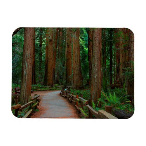 USA California Path Among Redwoods In Muir Magnet