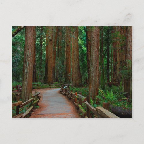 USA California Path Among Redwoods In Muir Postcard