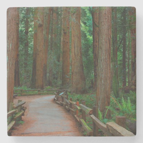 USA California Path Among Redwoods In Muir Stone Coaster